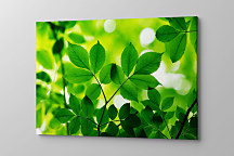 Zelený obraz s listami zs1189